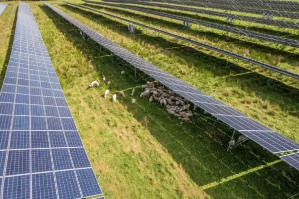 Solar Grazing: Ancient Farming Techniques Meet Modern Technology