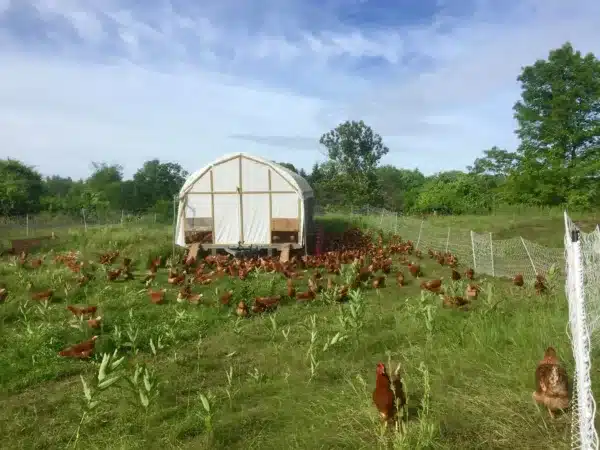 Partner Farmers: Catarina and Luke Mahoney