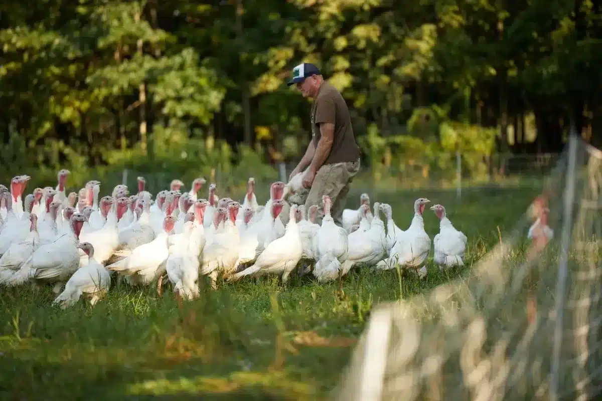 A Pasture-Raised Thanksgiving