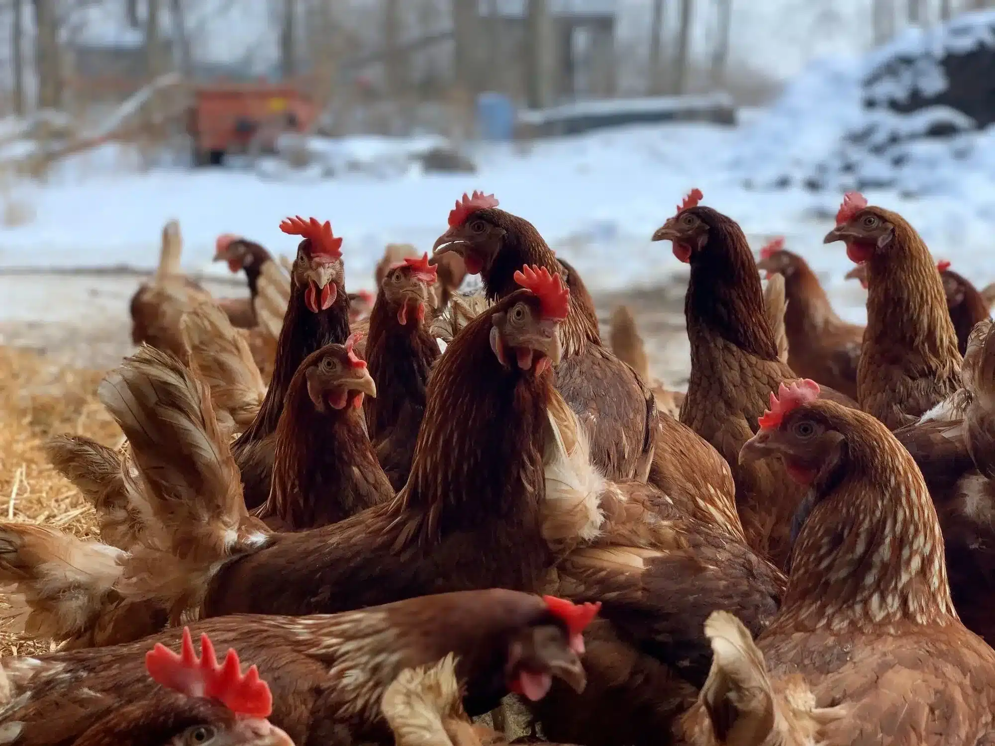 Winter and Pastured Eggs