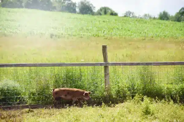 Women in Agriculture