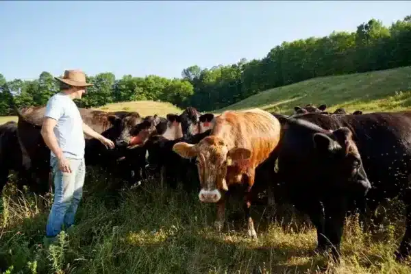 What Is Grass-Finished Beef?