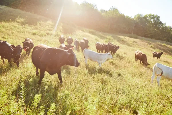 Supporting Local Processing: Walden Local and Vermont Packinghouse