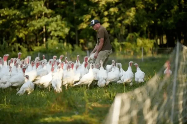 Why Pasture-Raised Turkeys Are Different