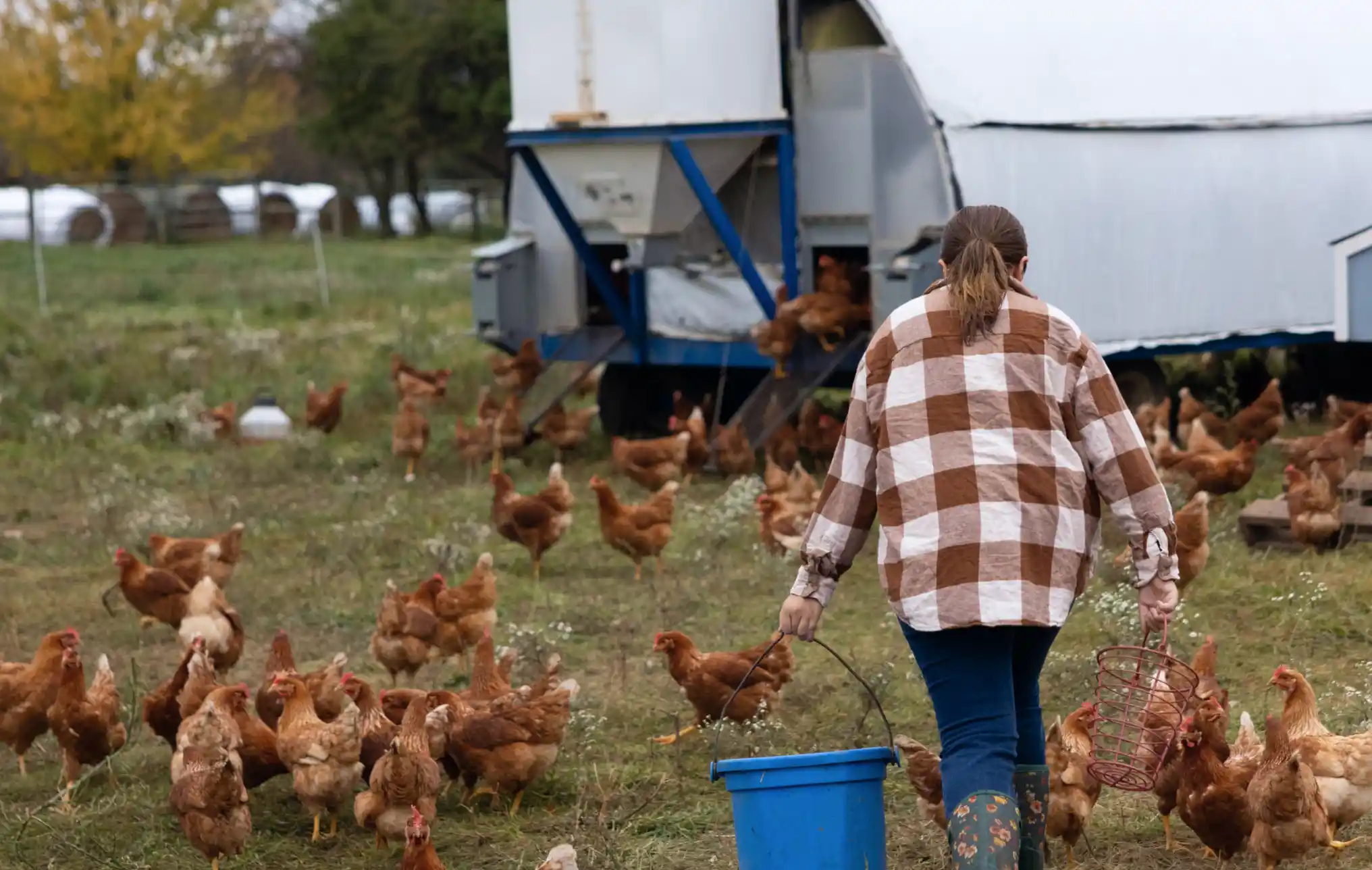 A woman walking through a field full of chickens