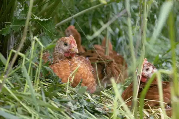 The Chicken That Turns Back Time